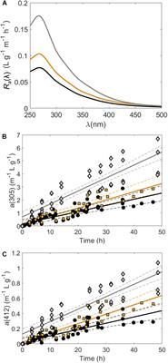 Optical Properties and Photochemical Transformation of the Dissolved Organic Matter Released by Sargassum